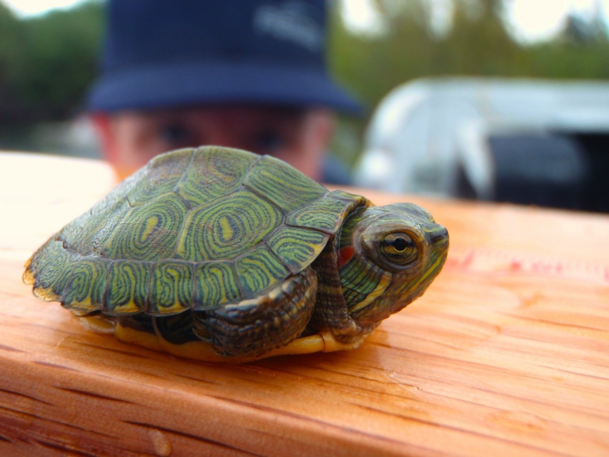 Карликовая красноухая черепаха