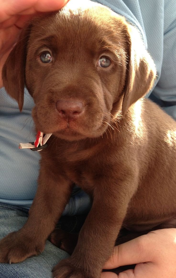 Грустный шоколадный лабрадор