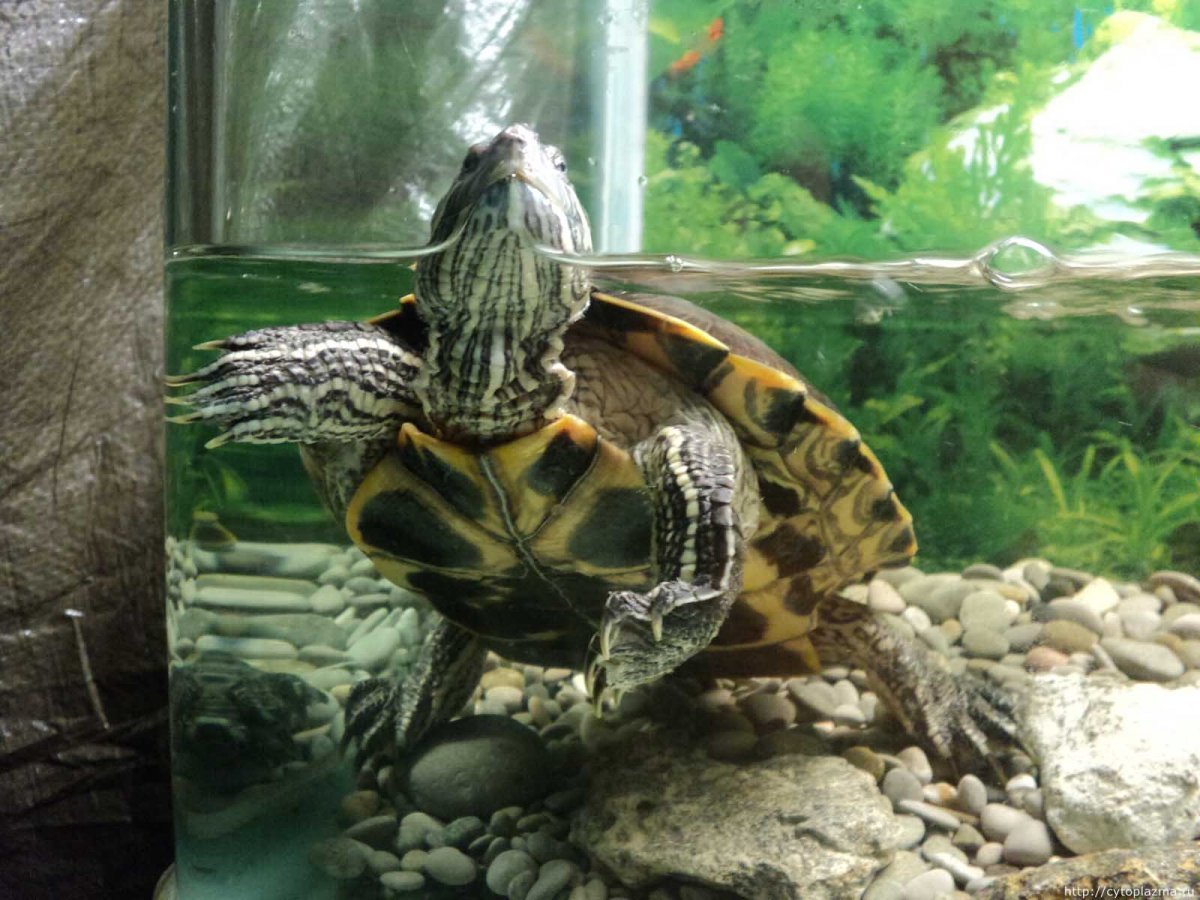 Морская черепаха грифовая