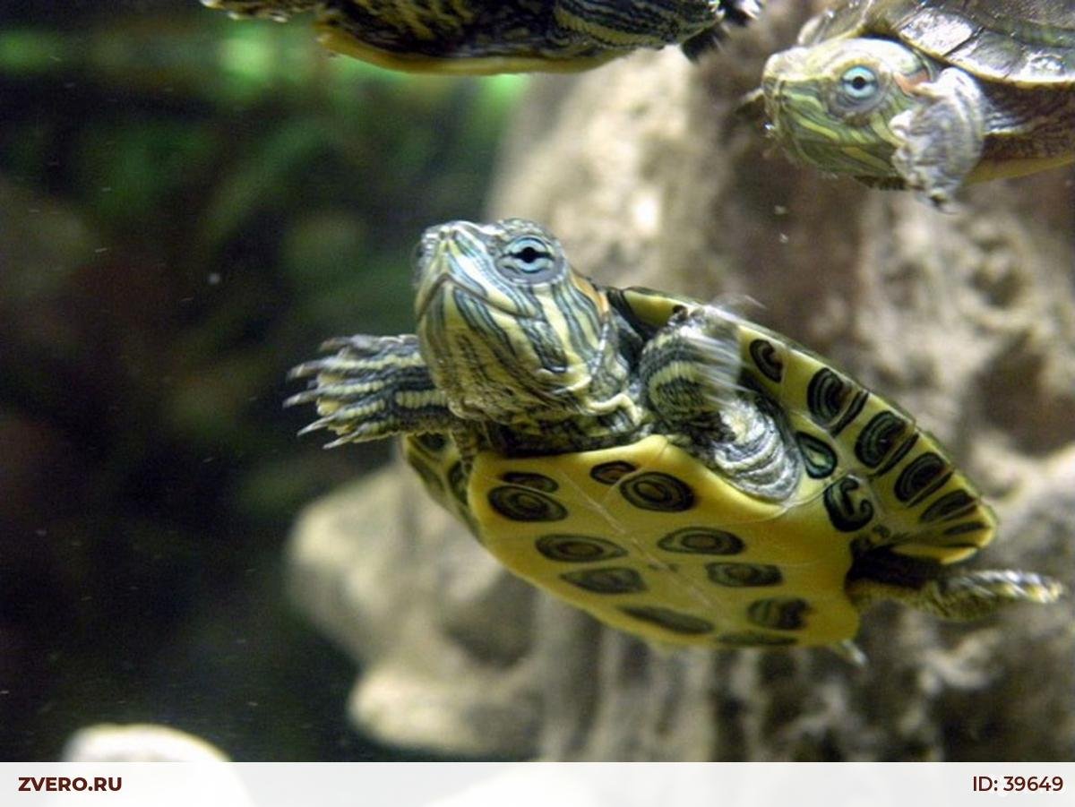 Маленькие Черепашки