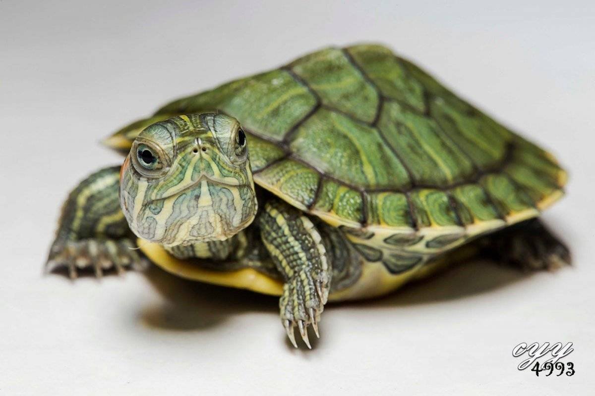 Красноухая черепаха 5 см