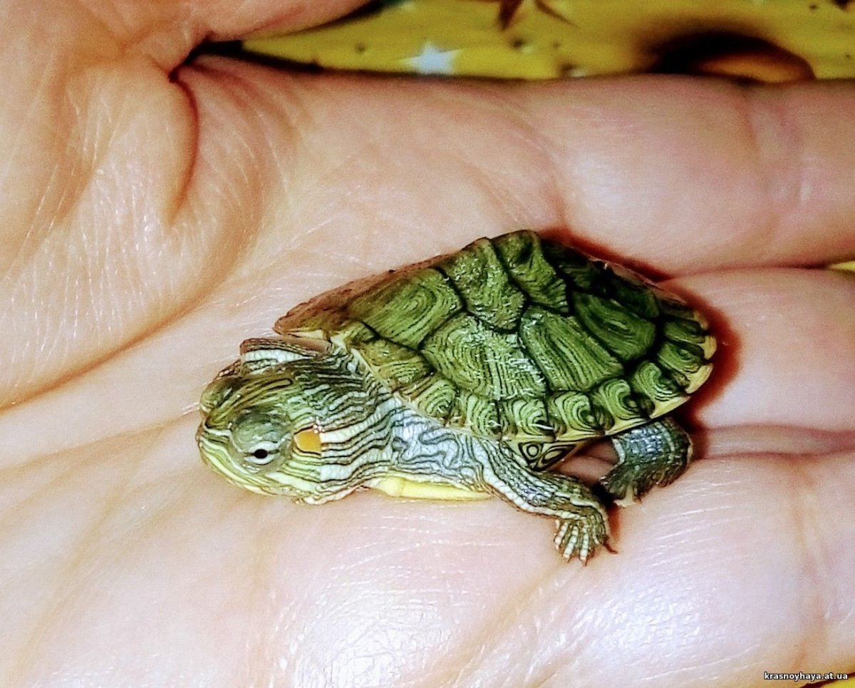 Красноухая черепаха