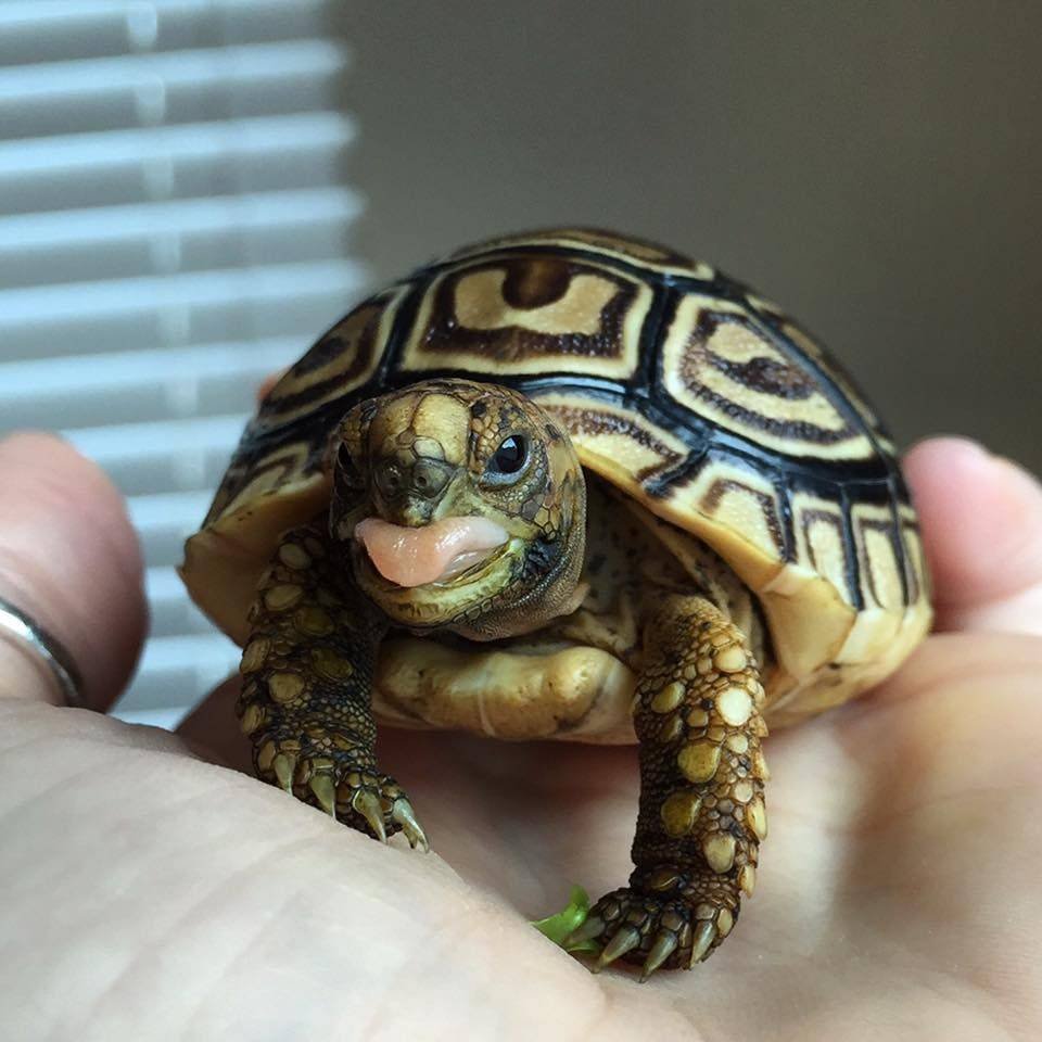 Среднеазиатская красноухая черепаха