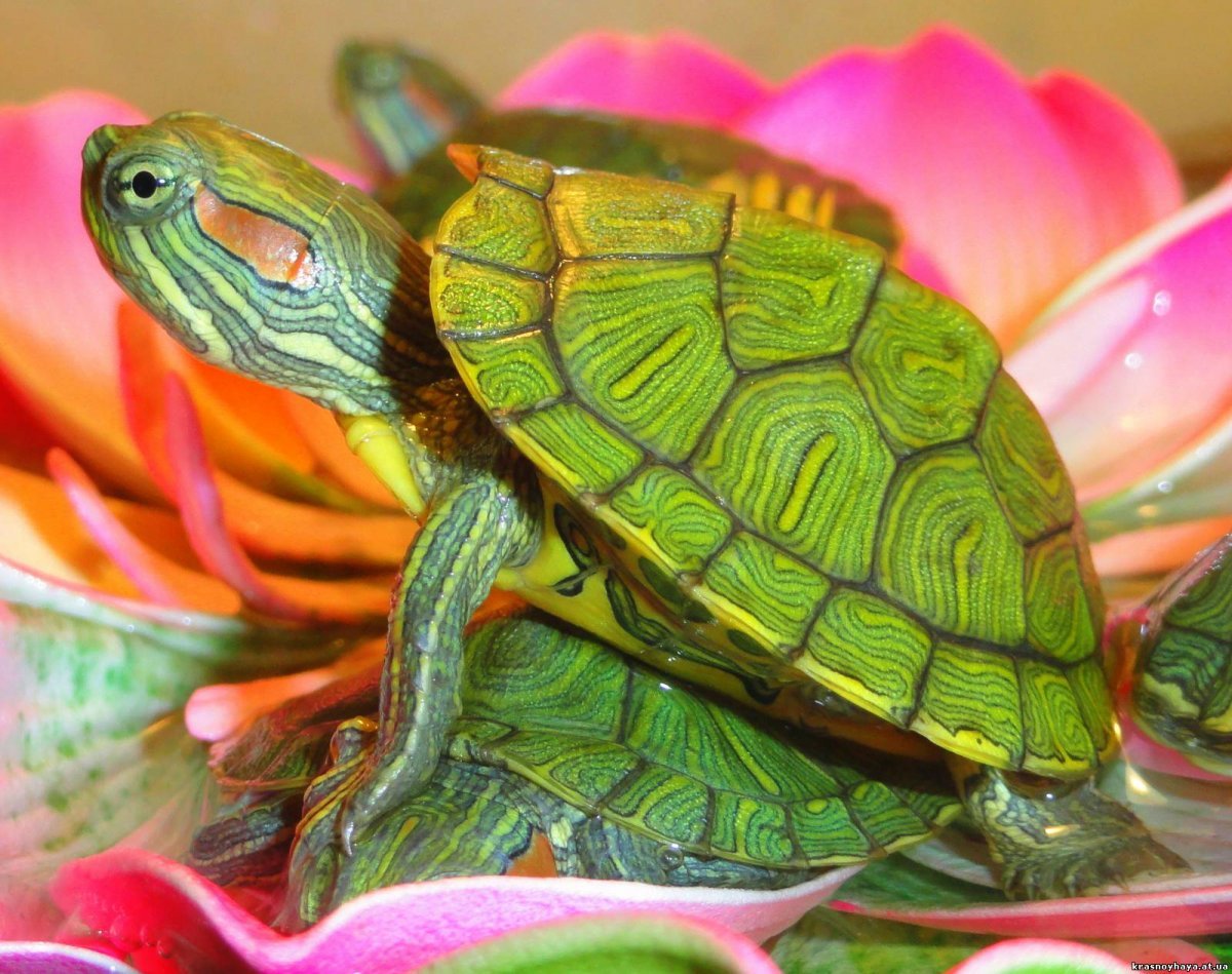 Черепашонок красноухой черепахи