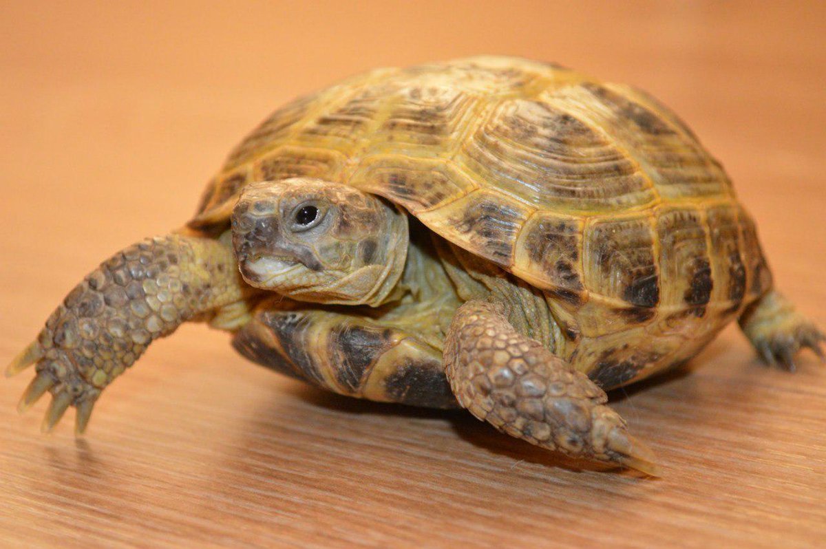Turtle отзывы. Среднеазиатская черепаха. Черепашка Среднеазиатская сухопутная. Черепашонок сухопутной черепахи. Среднеазиатская черепаха домашняя.