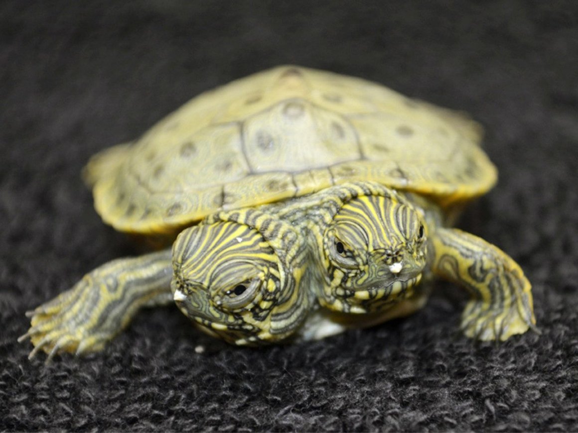 Черепаха сухопутная двухголовая