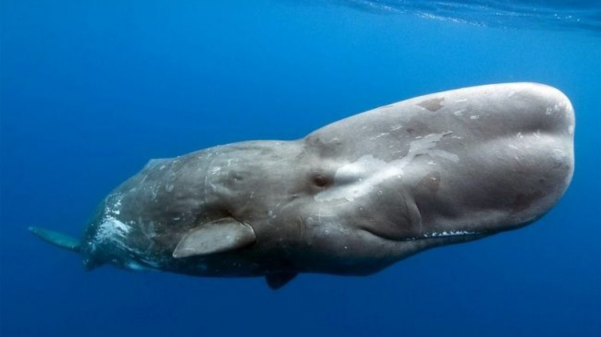 Кит самое большое млекопитающее. Кит Кашалот. Отряд китообразные Кашалот. Кашалот это зубатый кит. Physeter macrocephalus (Кашалот).