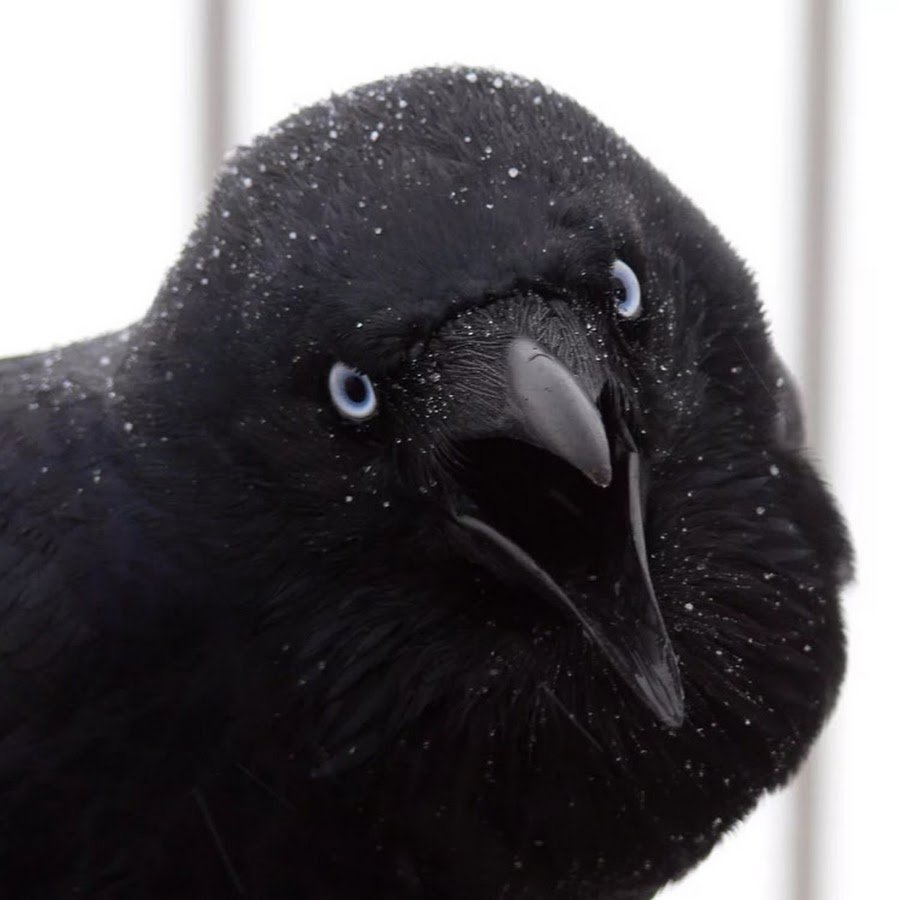 Клюв ворона