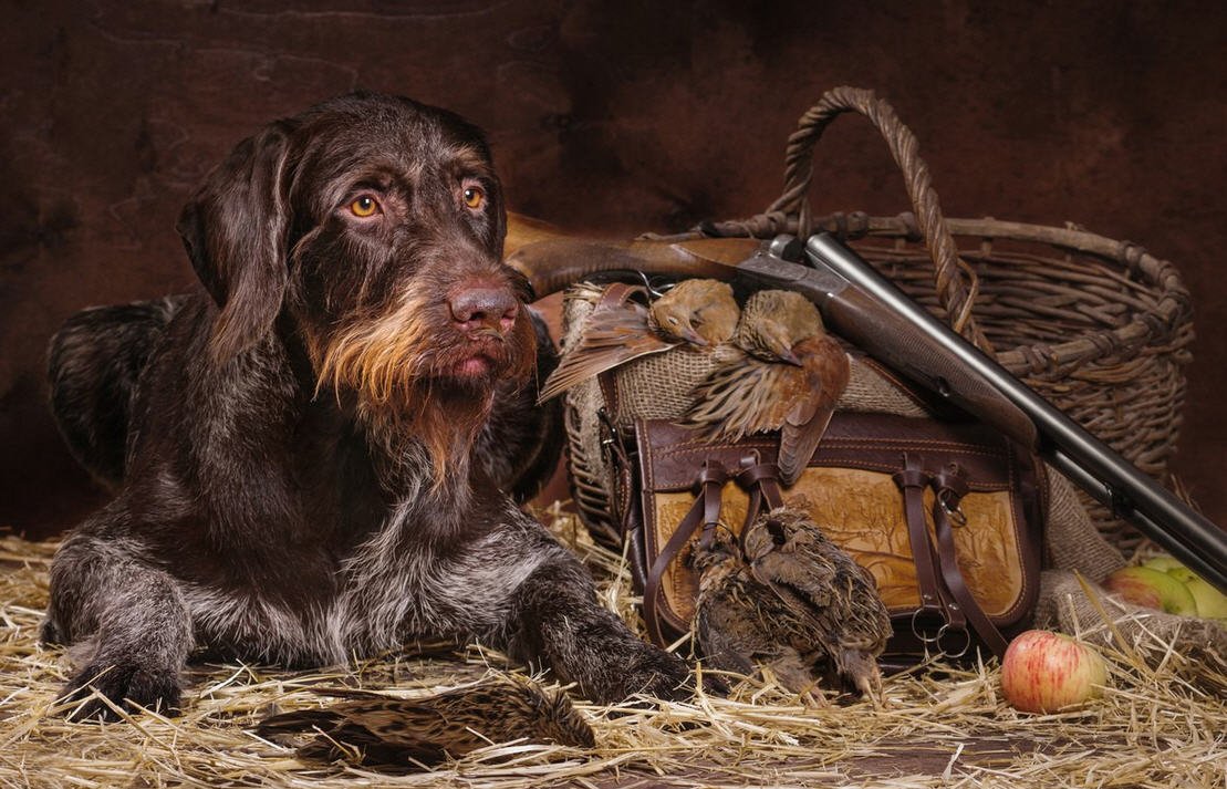 Охотник с собакой дратхааром