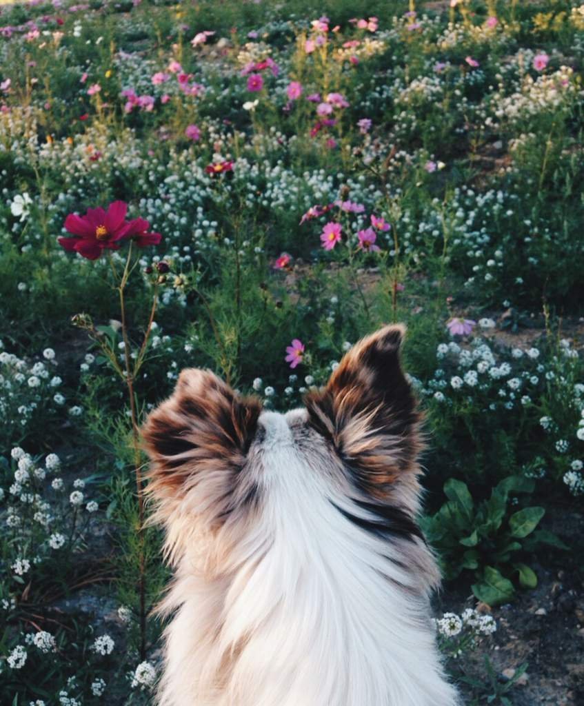 Эстетика собак