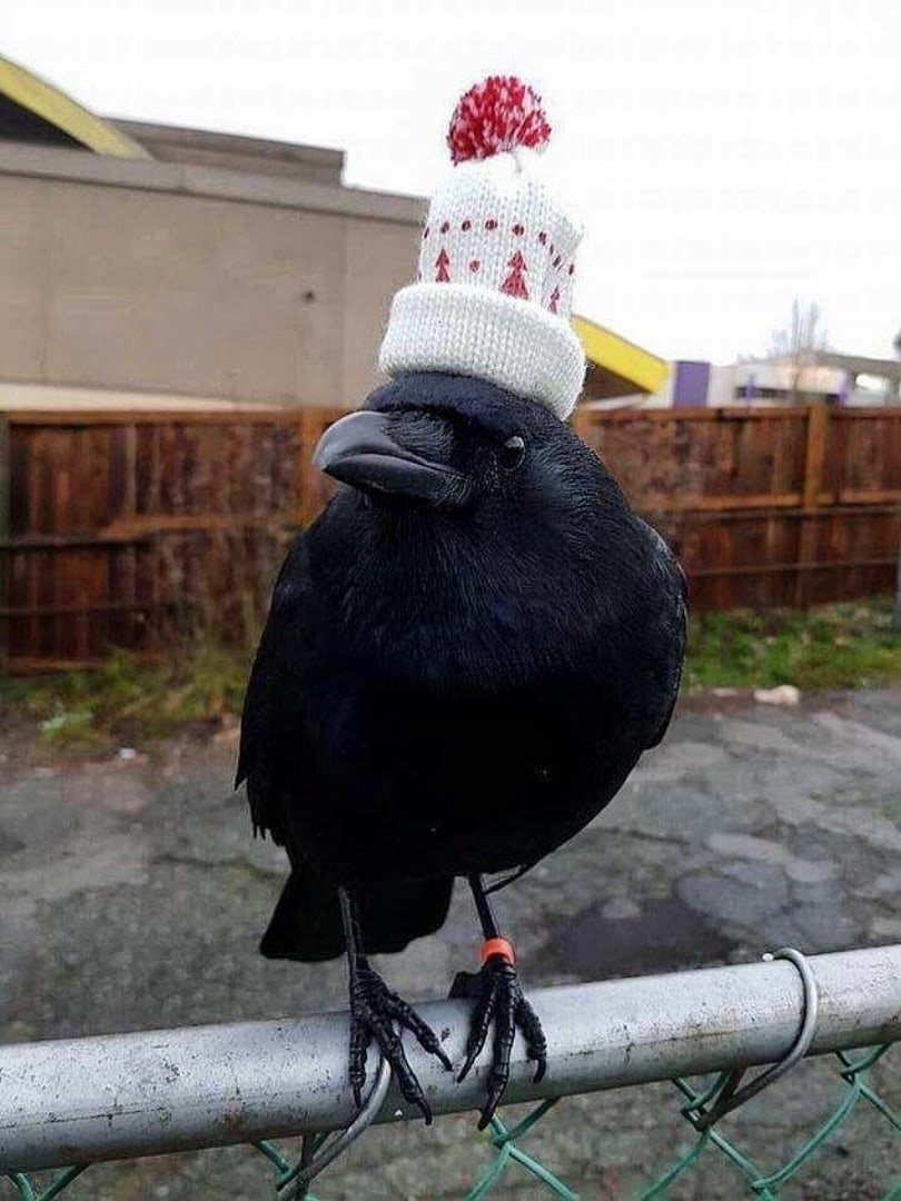 Птица каркуша