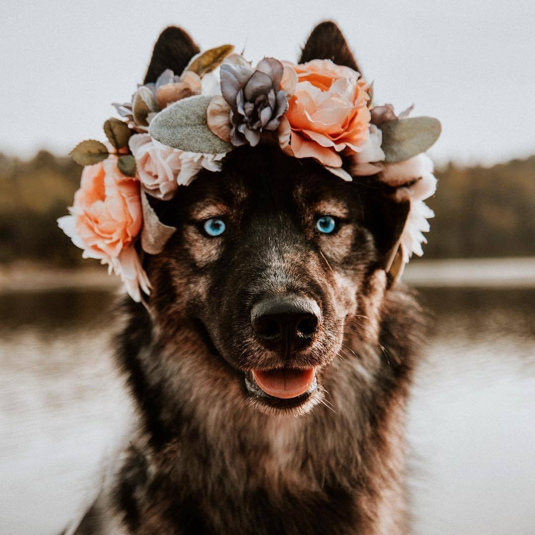 Собака в венке