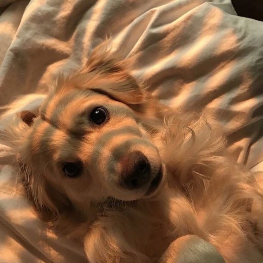 Собачки милые эстетичные