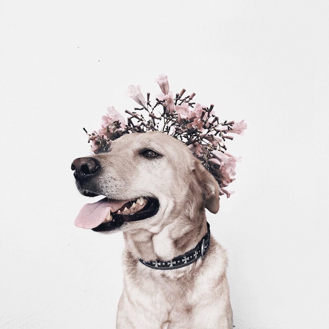 Собака с короной на голове рисунок