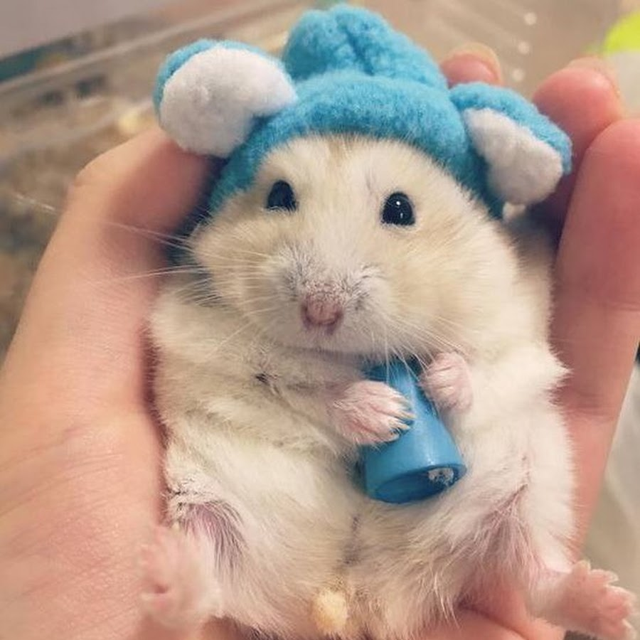 Джунгарский хомяк Хома