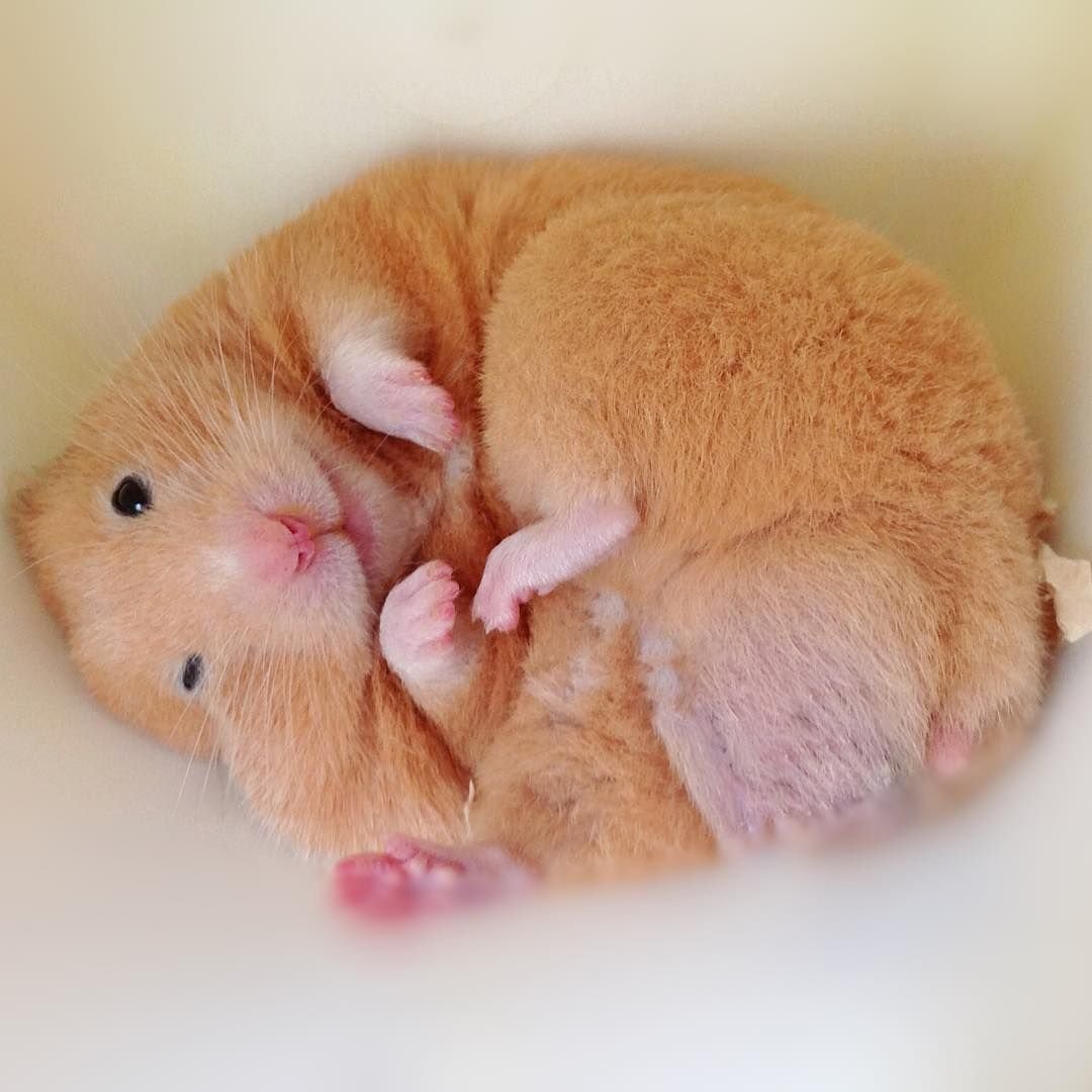 Хомяк обнимашка