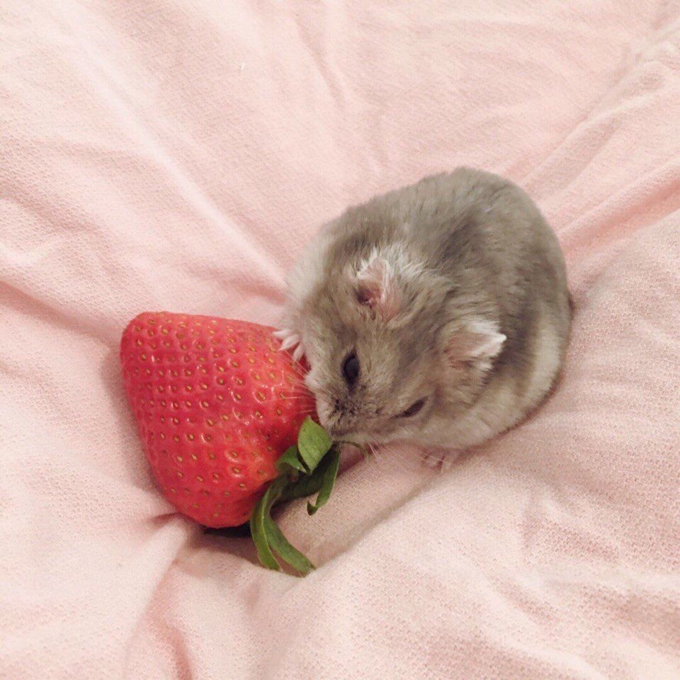 Эстетика хомячков