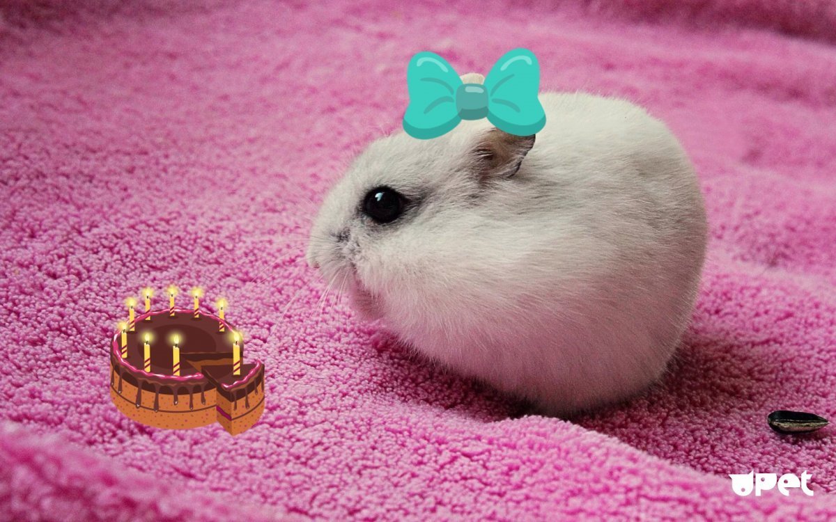 Розовый хомяк