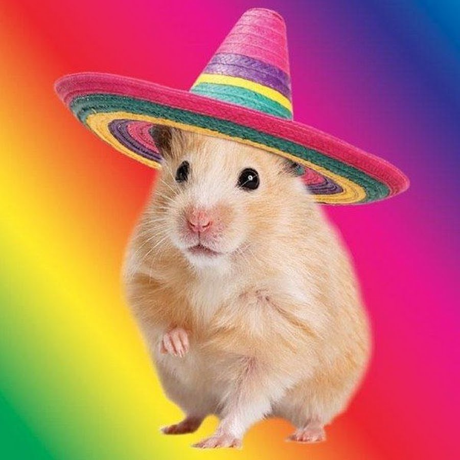 Хомячки в шляпках