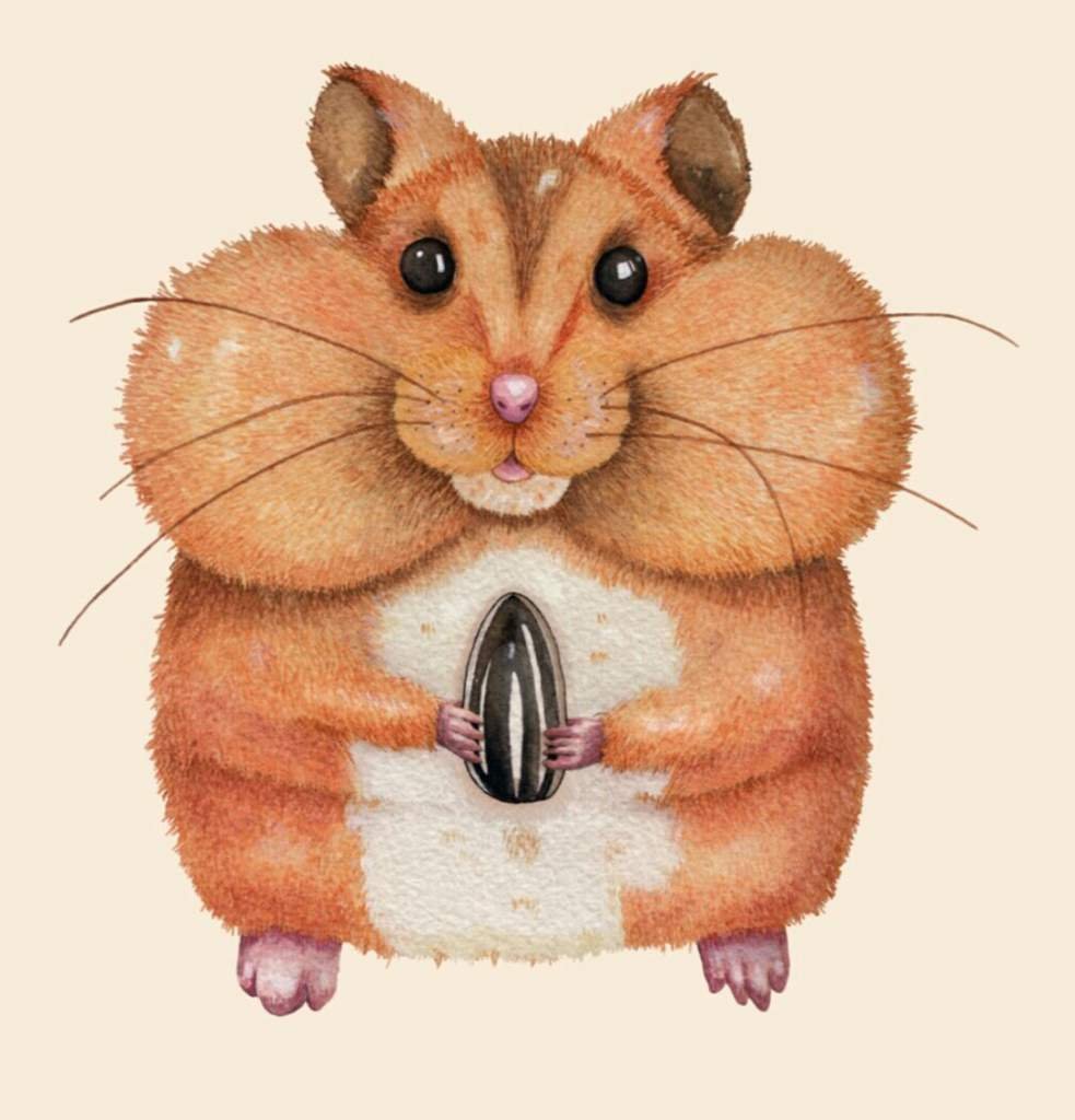 Нарисовать хомяка