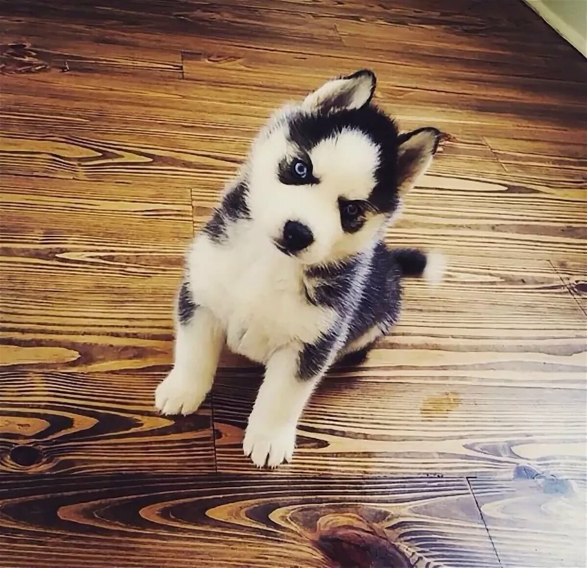 Полковник мяу в мундире