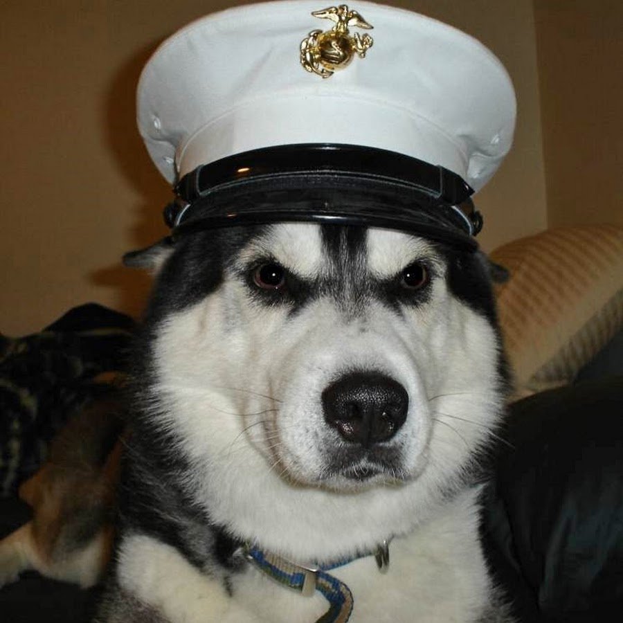 Собака в бескозырке