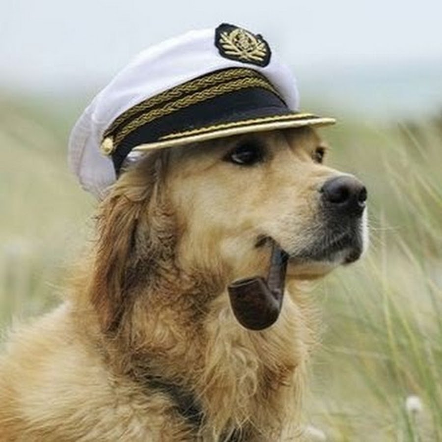 Собака в фуражке полиции