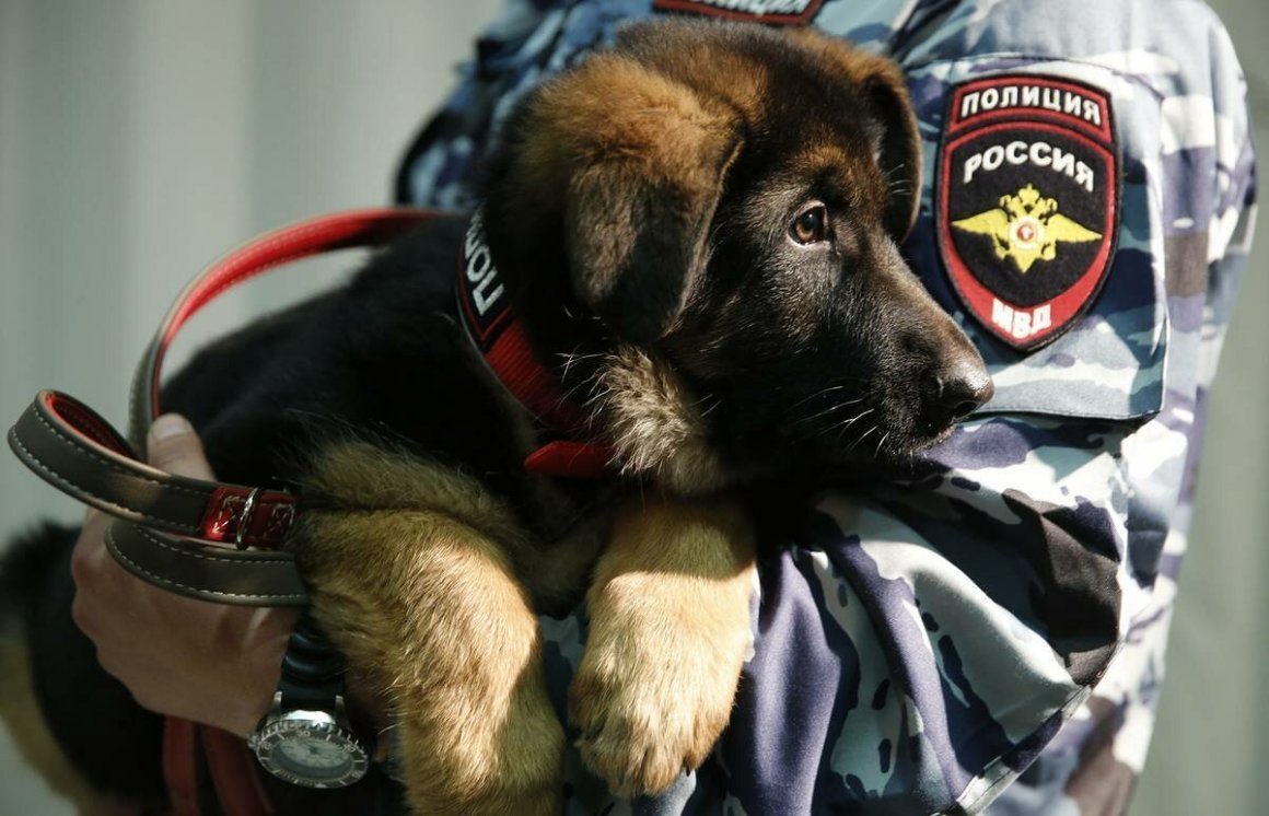 Военный с собакой 1941