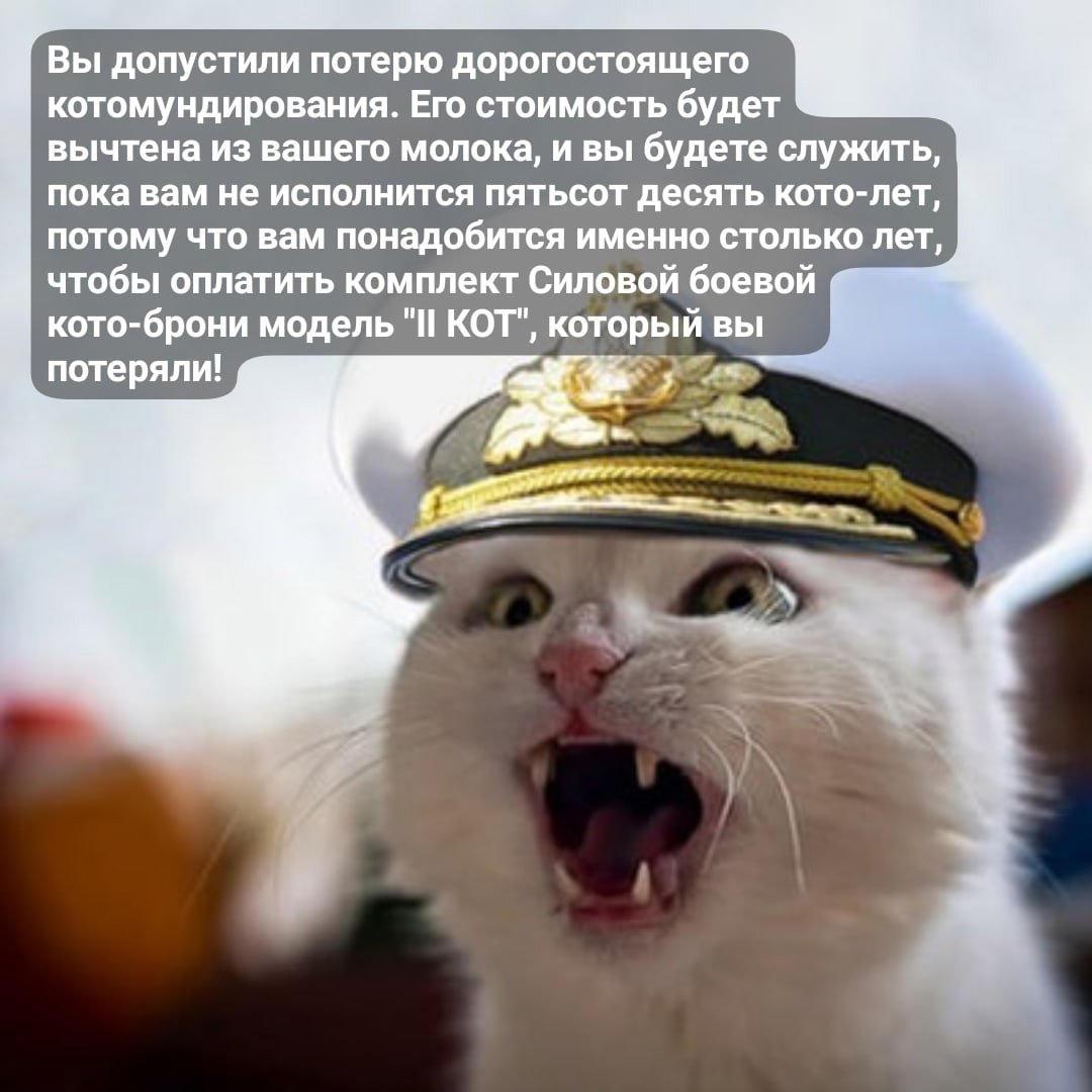 Американский стаффордширский терьер черный