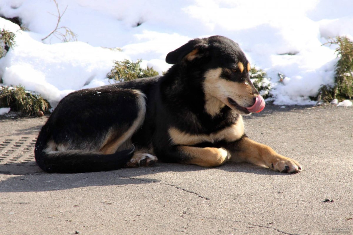 Осенняя фотосессия с собакой