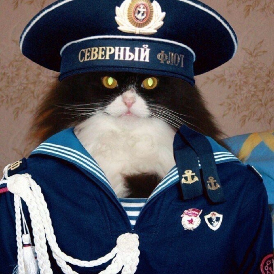 Собака в шапке и шубе