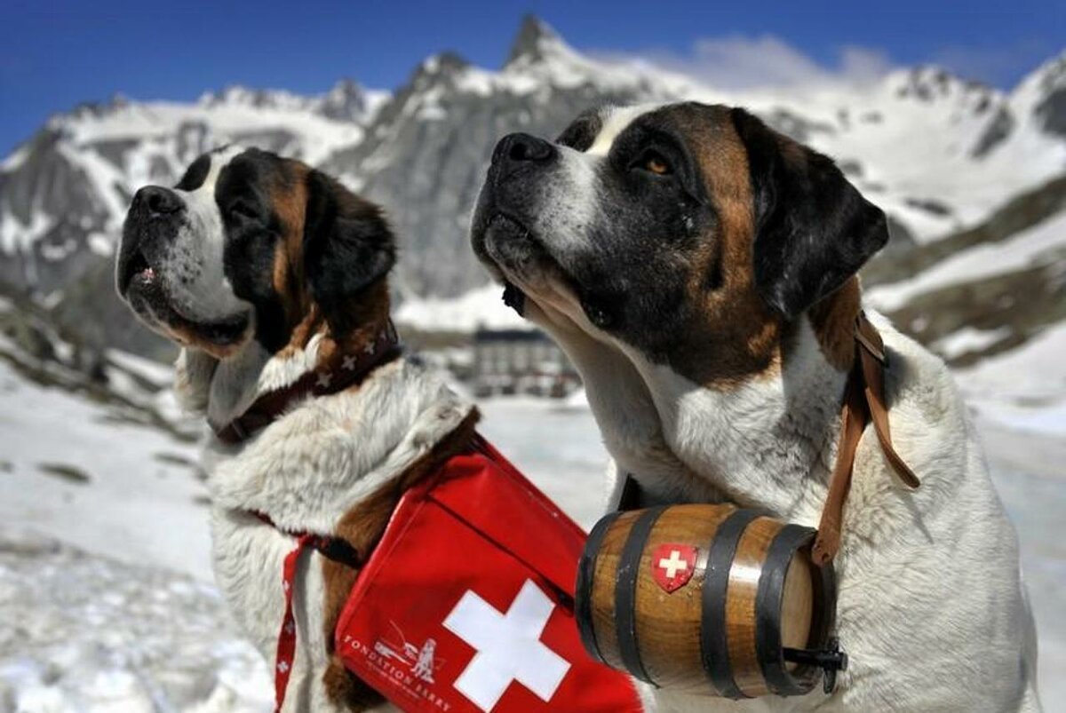 Собака адмирал