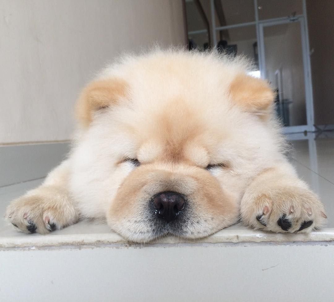 Чау чау альбинос