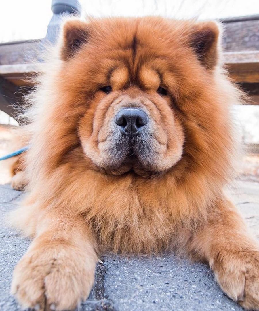 Чау чау с цветами