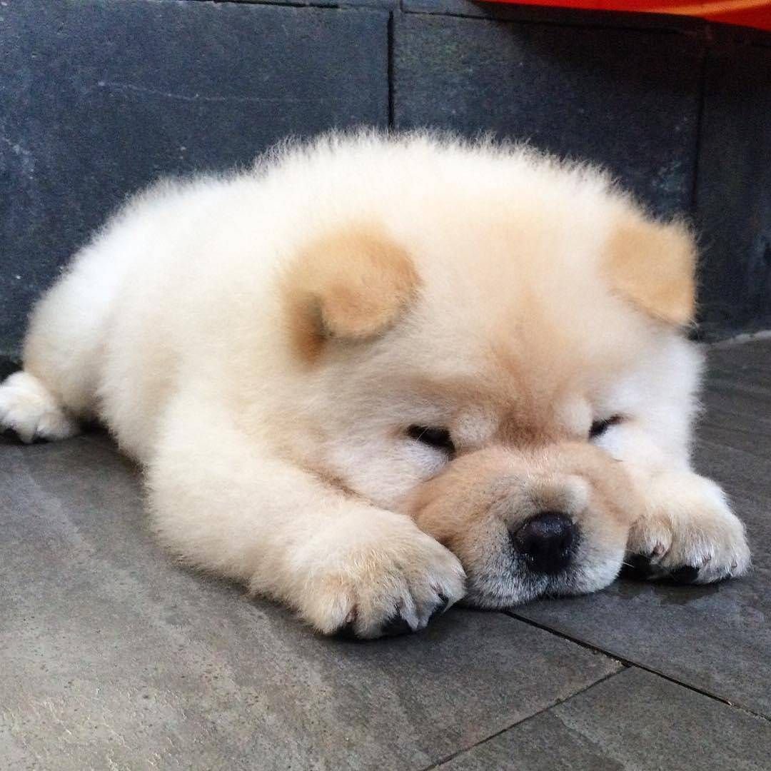 Золотой чау чау