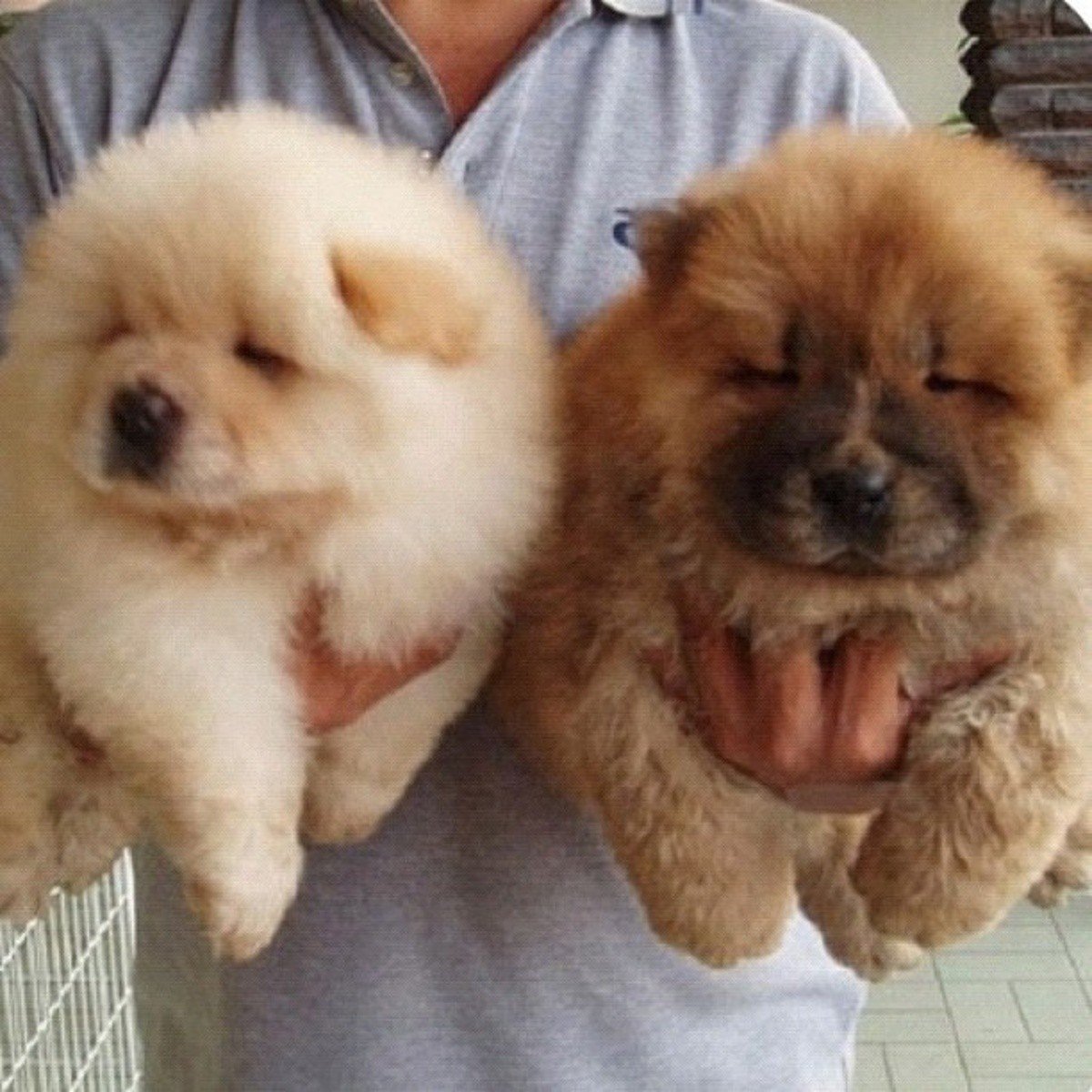 Метис шарпея и чау-чау