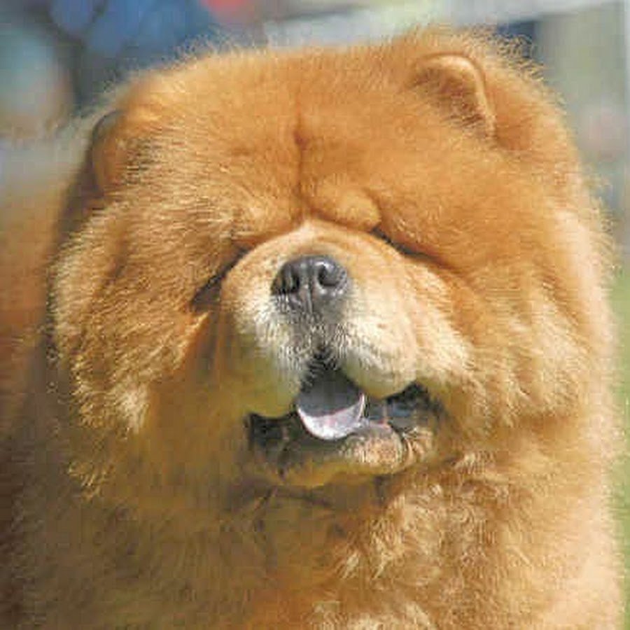 Чау-чау Панда