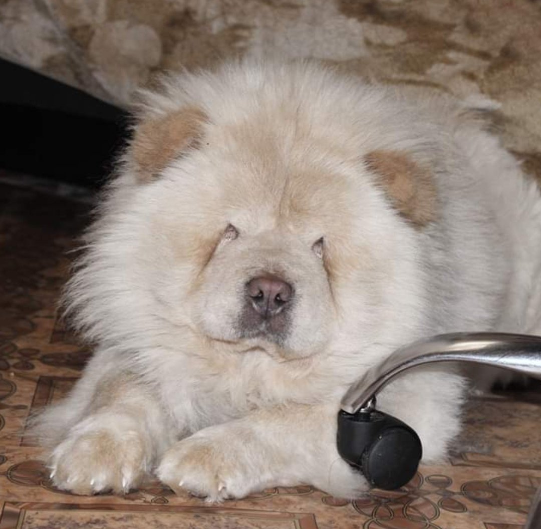 Чау чау Пекинес