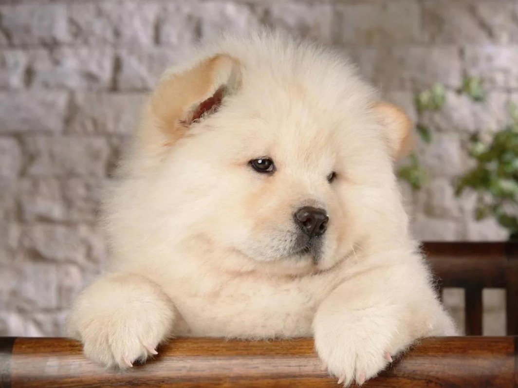 Чау-чау померанский