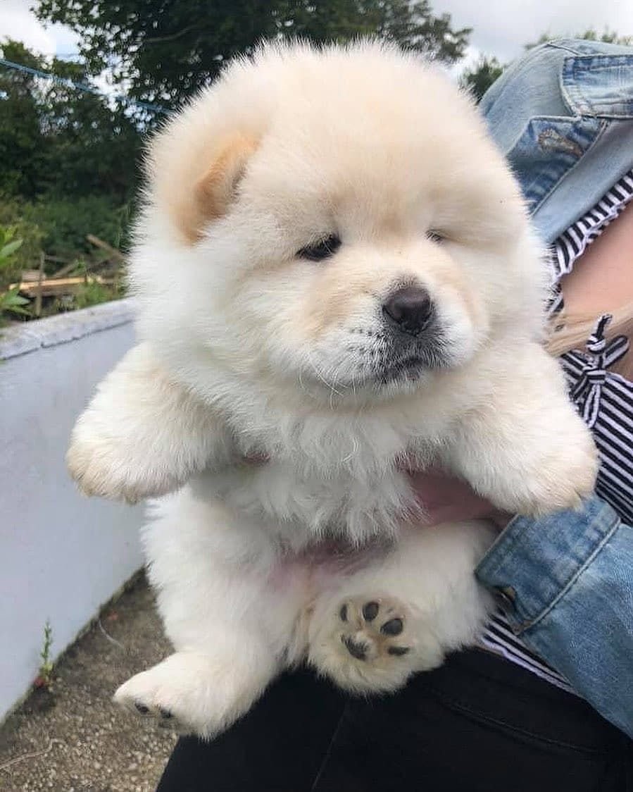 Чау чау альбинос