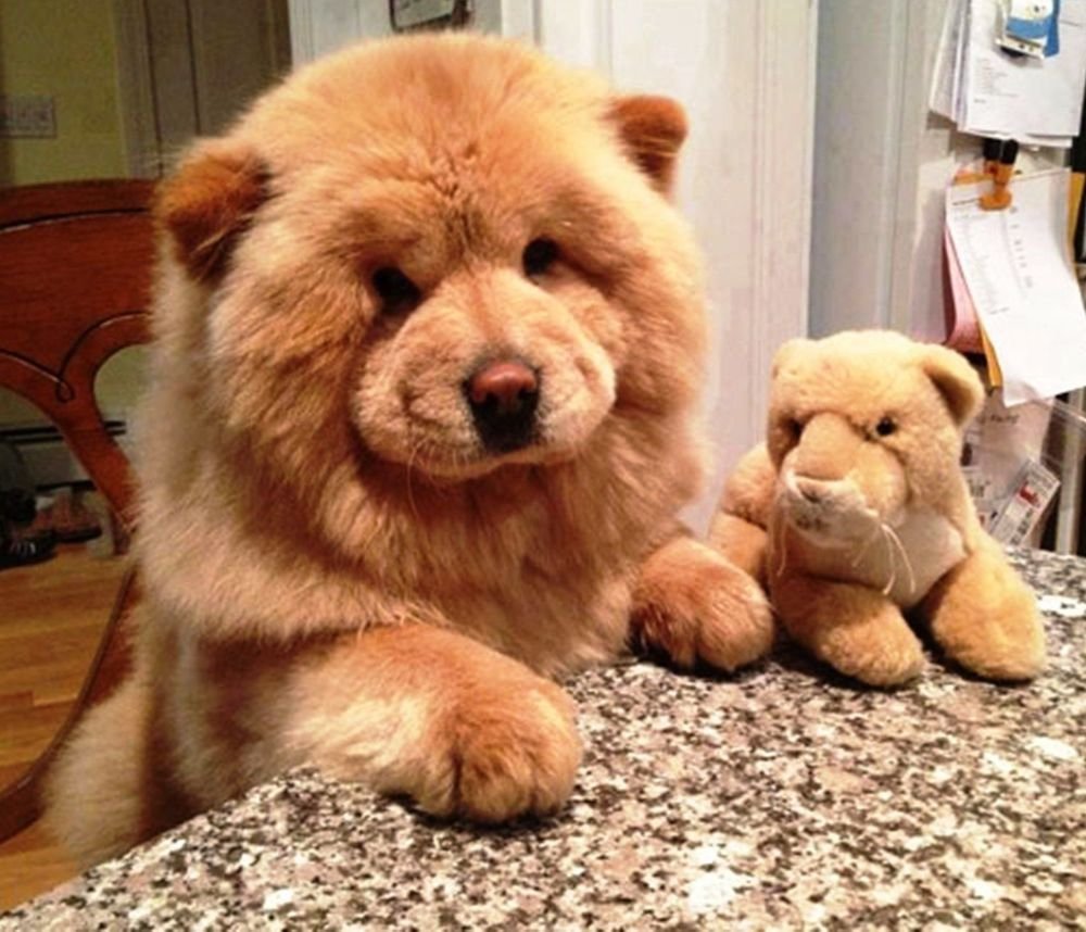 Чау-чау собака