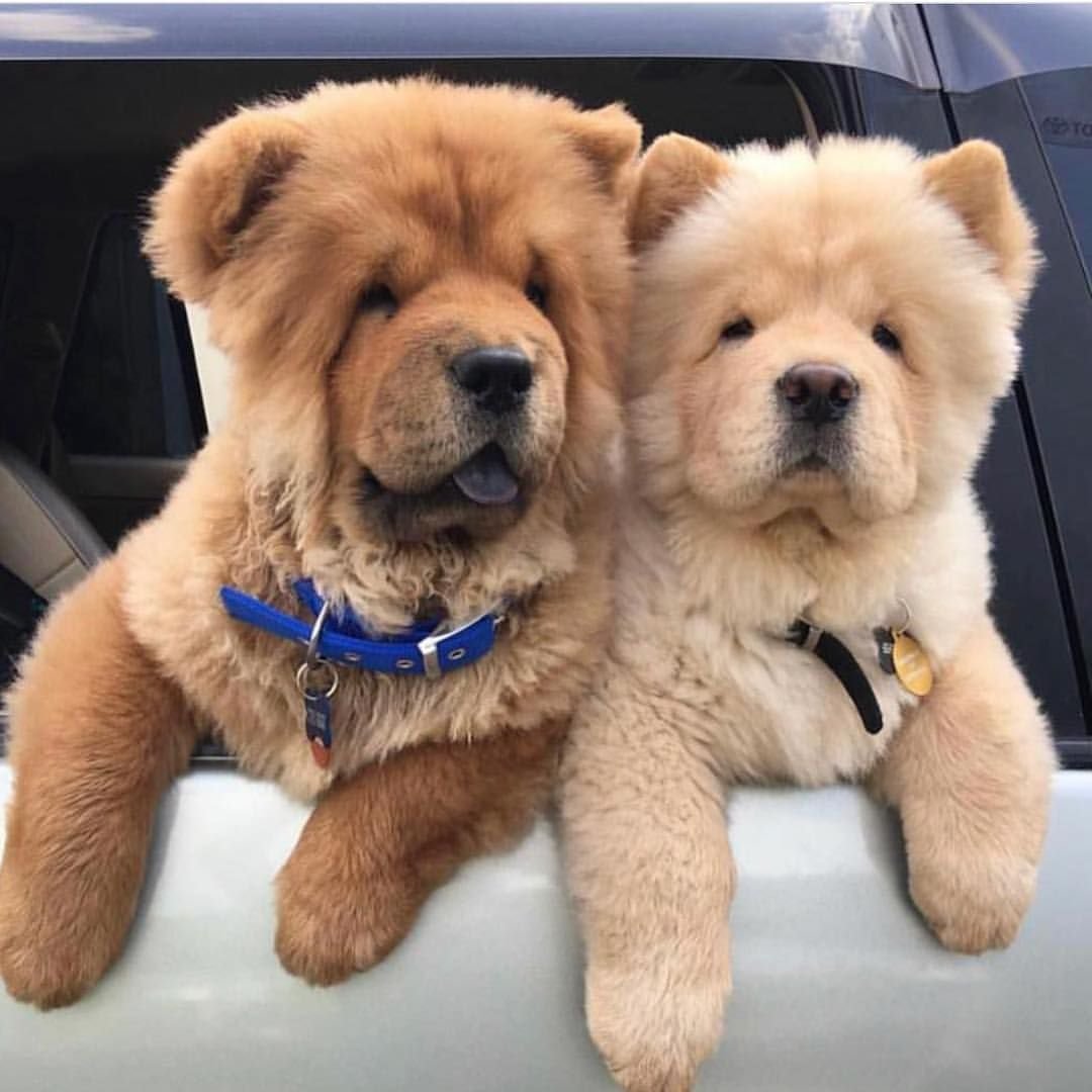 Доброе утро чау чау