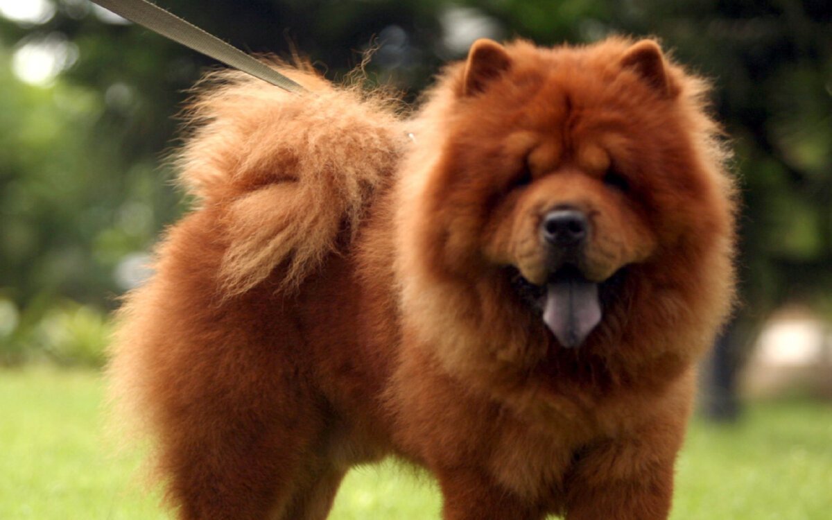 Собака с фиолетовым языком чау чау белый