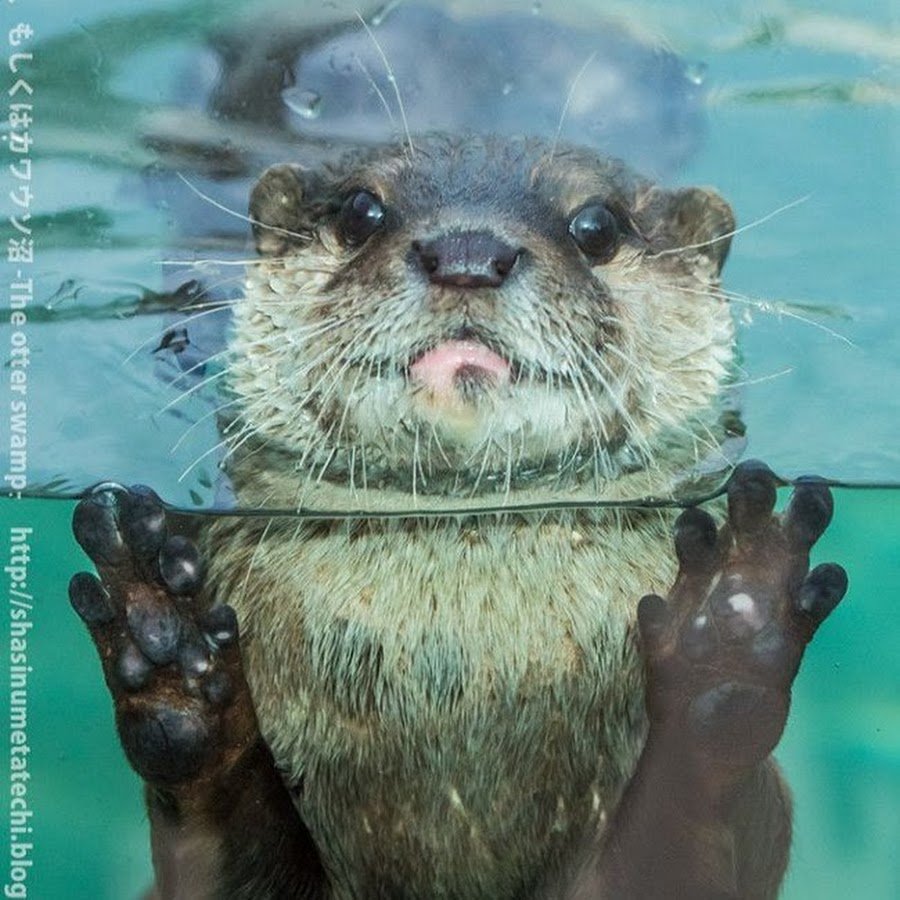Выдра Речная плывет