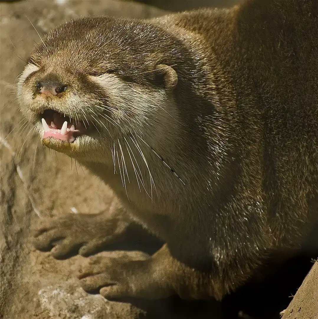 Суматранская выдра