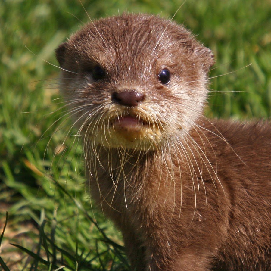 Маленькие выдры