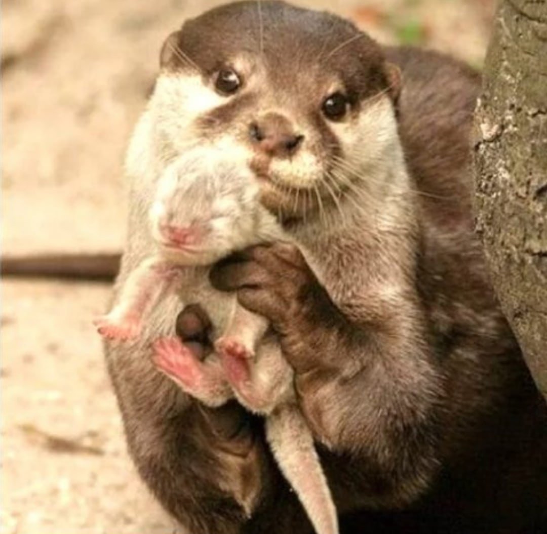 Выдра с выдренком