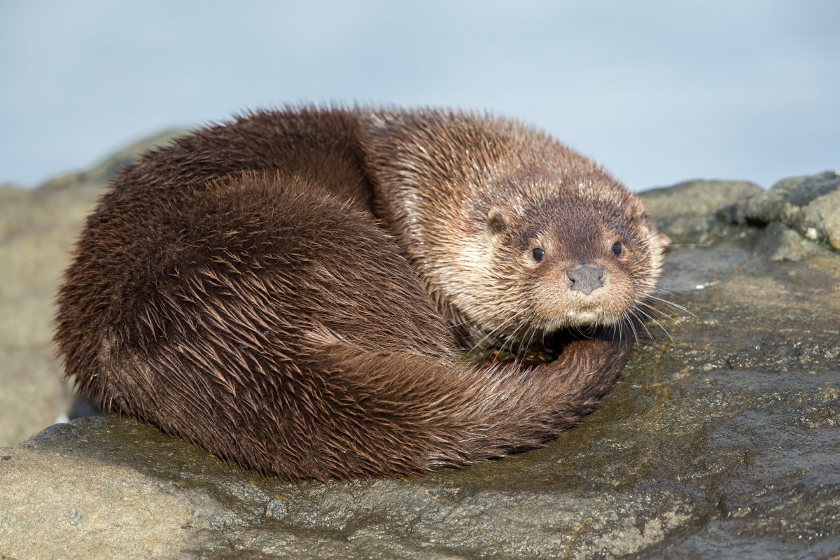 Выдра калан