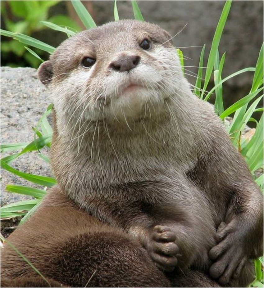 Суматранская выдра