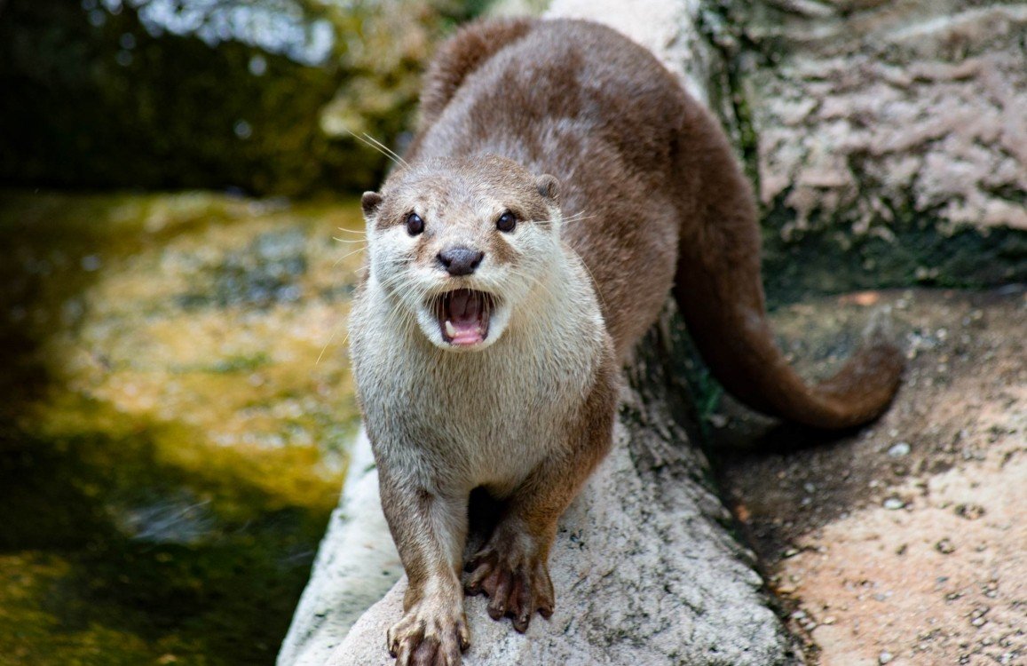 Выдра Lutra Lutra Linnaeus